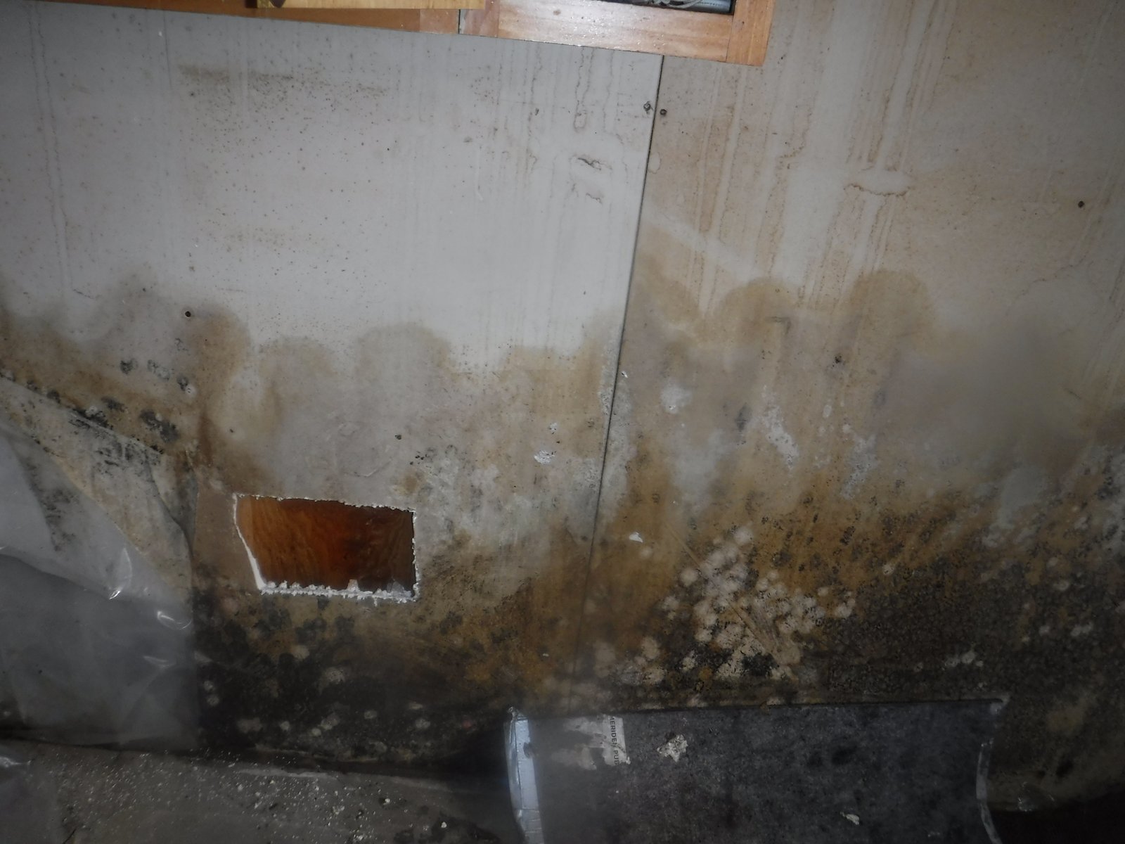 Different types of mold and mildew Connecticut